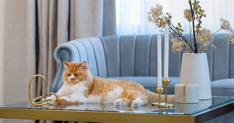 Hotels That Allow Cats – 20 Pet.